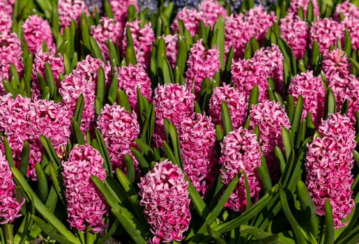 pink hyacinths blooming in a garden