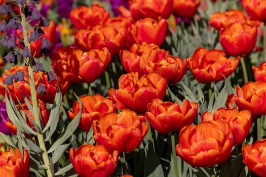 red tulips blooming in a garden