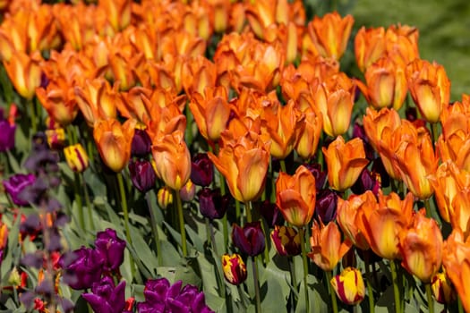 orange tulips blooming in a garden