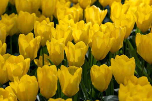 yellow tulips blooming in a garden