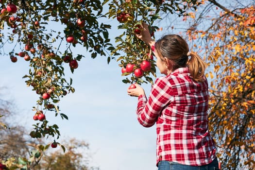 Woman picking ripe apples on farm. Farmer grabbing apples from tree in orchard. Fresh healthy fruits ready to pick on fall season. Agricultural industry. Harvest time in countryside