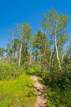 Forested Path Along the Shores of Lake Winnepeg in Hecla Grindstone Provincial Park in Manitoba