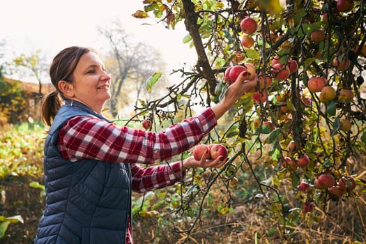 Woman picking ripe apples on farm. Farmer grabbing apples from tree in orchard. Fresh healthy fruits ready to pick on fall season. Agricultural industry. Harvest time in countryside