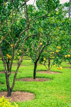 Beautiful garden with pomelo trees in the center of Hanoi, Vietnam