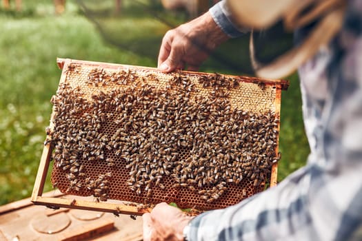 Beekeeper working in apiary. Drawing out the honeycomb from the hive with bees on honeycomb. Harvest time in apiary. Beekeeping as hobby. Agriculture production