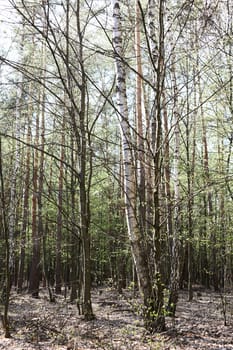 Trees in forest covered fresh spring foliage. Spring background nature theme