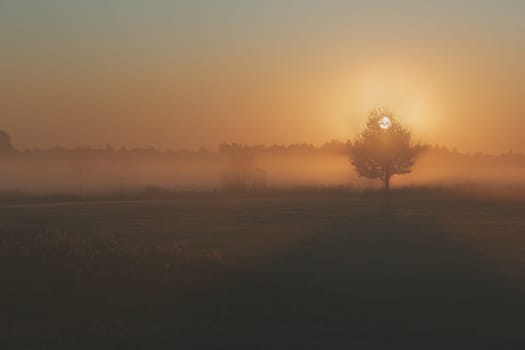 Sun rising above field flooded with fog in the morning. Meadow landscape with one tree in the field
