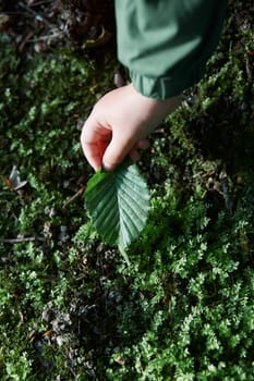 Child's hand holding a leaf during walk in forest