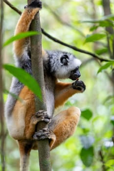 Colorful Diademed Sifaka lemur, (Propithecus diadema) Endangered endemic animal on tree in rain forest, Andasibe-Mantadia National Park- Analamazaotra, Madagascar wildlife animal.