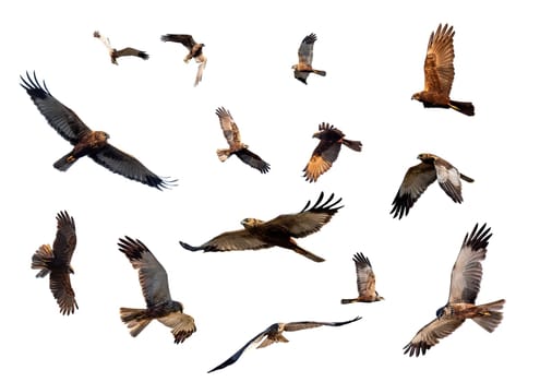 Marsh Harrier, Circus aeruginosus, Birds of prey variation isolated on white background. Czech Republic, Europe Wildlife