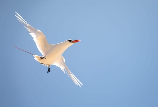 The red-tailed tropicbird (Phaethon rubricauda) in flight. Seabird native to tropical parts of Indian and Pacific Oceans. Bird flying against blue sky on island Nosy Ve. Madagascar wildlife animal.