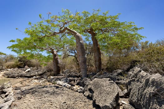 Tourist trail in Tsimanampetsotsa national park known as Tsimanampetsotsa Nature Reserve. South-west Madagascar wilderness landscape.