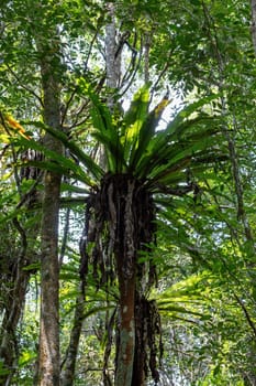 The lush foliage of Madagascar's Mantadia rainforest, Plant epiphyte growing on trees. Madagascar wilderness landscape