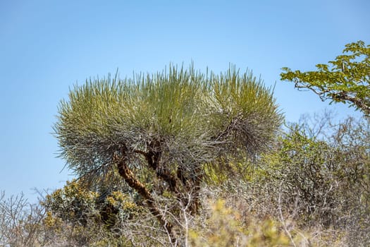 Tourist trail in Tsimanampetsotsa national park known as Tsimanampetsotsa Nature Reserve. South-west Madagascar wilderness landscape.