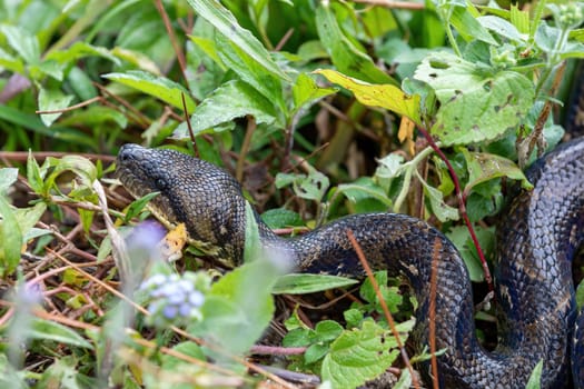 Sanzinia madagascariensis, also known as the Malagasy tree boa or Madagascar tree boa, big non venomous endemic strangler snake. Ranomafana National Park. Madagascar wildlife animal.