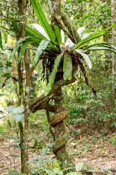 The lush foliage of Madagascar's Mantadia rainforest, Plant epiphyte growing on trees. Madagascar wilderness landscape