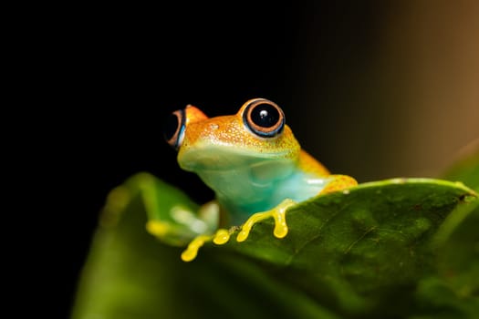 Green Bright-Eyed Frog (Boophis Viridis), species of endemic frog in the family Mantellidae. Andasibe-Mantadia National Park, Madagascar wildlife animal.