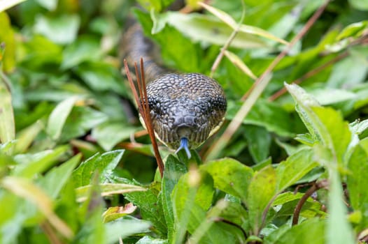 Sanzinia madagascariensis, also known as the Malagasy tree boa or Madagascar tree boa, big non venomous endemic strangler snake. Ranomafana National Park. Madagascar wildlife animal.