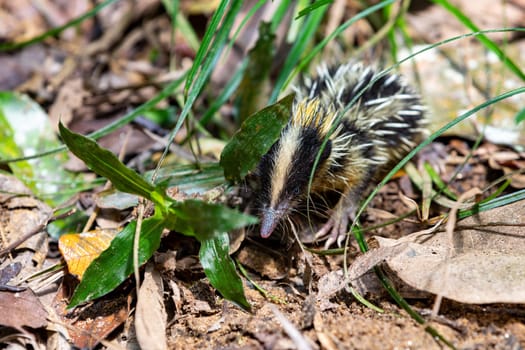 Lowland Streaked Tenrec (Hemicentetes Semispinosus), wild endemic animal in natural habitats tropical lowland rain forests. Andasibe-Mantadia National Park- Analamazaotra, Madagascar wildlife