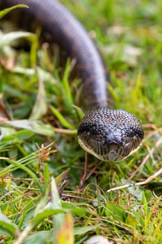 Sanzinia madagascariensis, also known as the Malagasy tree boa or Madagascar tree boa, big non venomous endemic strangler snake. Ranomafana National Park. Madagascar wildlife animal.