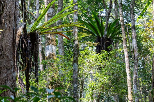 The lush foliage of Madagascar's Mantadia rainforest, Plant epiphyte growing on trees. Madagascar wilderness landscape