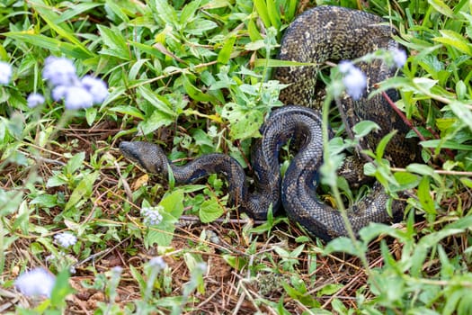 Sanzinia madagascariensis, also known as the Malagasy tree boa or Madagascar tree boa, big non venomous endemic strangler snake. Ranomafana National Park. Madagascar wildlife animal.