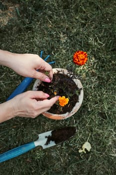 Gardener replanting a plant into a new pot. Top view of female hands planting a flower. Using tools rake and shovel. Real people, authentic situations