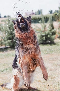 Thirsty dog drinking sprayed water. Dog chilling himself playing with water while hot summer day in a garden. Real moments, authentic situations