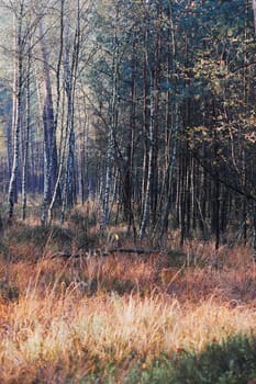 Forest in autumn season. Colorful foliage on trees lit by morning sunlight. Natural nature forest landscape in autumn warm sunlight day