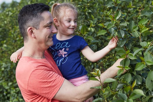 Father showing her daughter cherries growing in a orchard