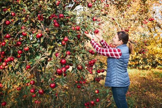 Woman picking ripe apples on farm. Farmer grabbing apples from tree in orchard. Fresh healthy fruits ready to pick on fall season. Agricultural industry. Harvest time in countryside