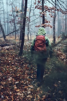 Woman with backpack wandering in a forest on autumn cold day. Back view of middle age active woman going along forest path actively spending time