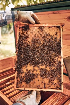 Beekeeper working in apiary. Drawing out the honeycomb from the hive with bees on honeycomb. Harvest time in apiary. Beekeeping as hobby. Agriculture production