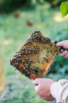 Beekeeper working in apiary, drawing out the honeycomb with bees and honey on it from a hive