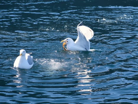 Seagulls fight over food in the fjord of Norway. Water drops splash. Feeding envy among seabirds. Animal photo from Scandinavia
