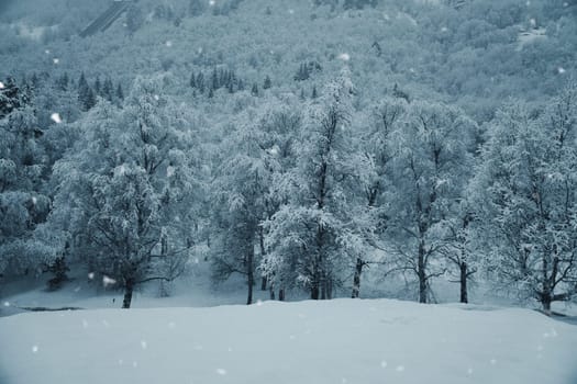 Winter landscape in Scandinavia. With snow covered trees on a mountain. Landscape photo from the north