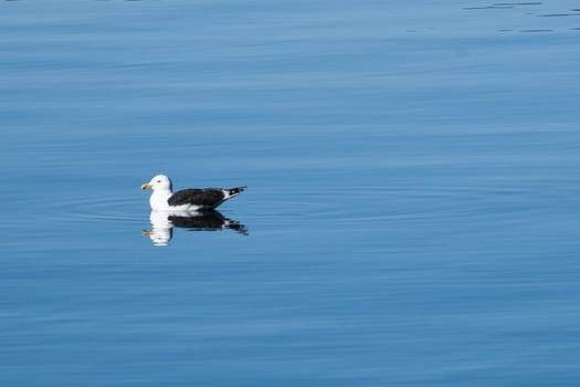 seagull swims on the fjord in Norway in calm water. The sea bird is reflected in the water. Animal photo from Scandinavia