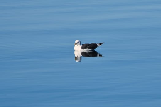 seagull swims on the fjord in Norway in calm water. The sea bird is reflected in the water. Animal photo from Scandinavia