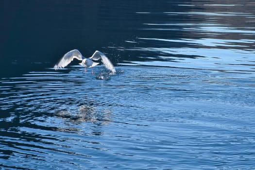 Seagulls takes off in the fjord in Norway. Water drops splash in dynamic movement of sea bird. Animal photo from Scandinavia