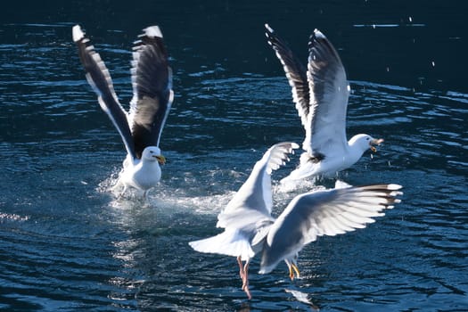 Seagulls fight over food in the fjord of Norway. Water drops splash. Feeding envy among seabirds. Animal photo from Scandinavia