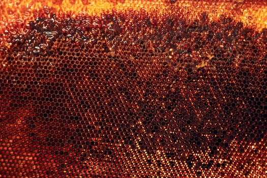 Close up of honeycomb with honey on it. Working in apiary. Harvest time in apiary. Beekeeping as hobby. Agriculture production. Natural background