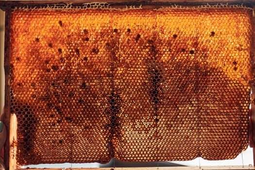 Close up of honeycomb with honey on it. Working in apiary. Harvest time in apiary. Beekeeping as hobby. Agriculture production. Natural background