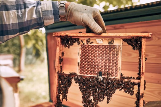 Beekeeper working in apiary. Drawing out the honeycomb from the hive with bees on honeycomb. Harvest time in apiary. Beekeeping as hobby. Agriculture production