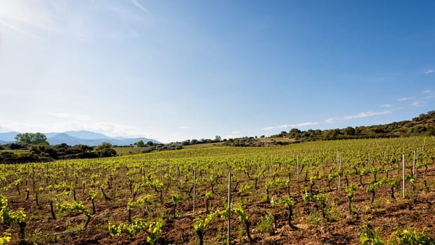 Vineyard of Cannonau grapes in spring with new shoots and young leaves in the branches. Young inflorescence of the vine. Traditional agriculture. Sardinia, Italy.