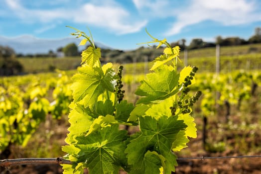 Young sprouts with bunches of Cannonau grapes. Close-up of the buds and bunches of grapes in the branches of a vineyard in Sardinia, Italy. Traditional agriculture.