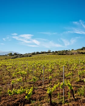 Vineyard of Cannonau grapes in spring with new shoots and young leaves in the branches. Young inflorescence of the vine. Traditional agriculture. Sardinia, Italy.