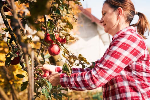 Woman picking ripe apples on farm. Farmer grabbing apples from tree in orchard. Fresh healthy fruits ready to pick on fall season. Agricultural industry. Harvest time in countryside