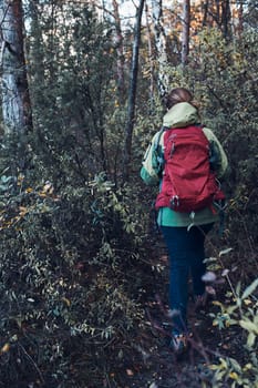 Woman with backpack wandering around a forest on autumn cold day. Back view of middle age active woman going along forest path actively spending time