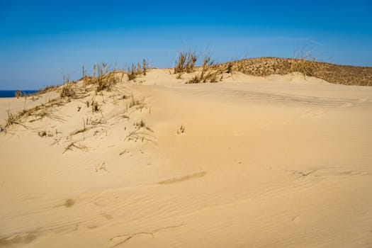 The Gray Dunes, or the Dead Dunes is sandy hills with a bit of green specks at the Lithuanian side of the Curonian Spit.
