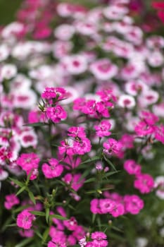 Pinc young flowers growing in green farm field close-up